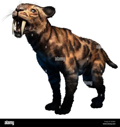 D Pleistoceno Smilodon Fotograf As E Im Genes De Alta Resoluci N Alamy