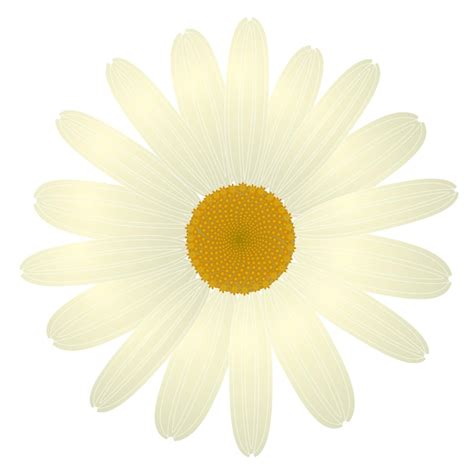 Premium Vector A White Daisy With A Yellow Center Is On A White