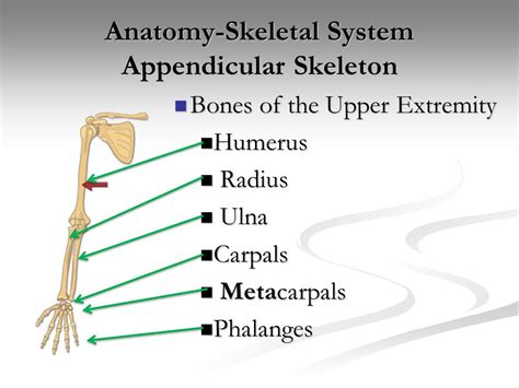 Anatomy Skeletal System Appendicular Skeleton Upper Extremity Ppt