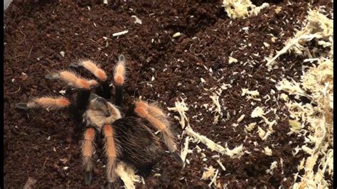 Mexican Fireleg Tarantula Unpacking Brachypelma Boehmei YouTube