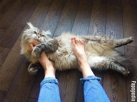 Alina Rin Nude OnlyFans Leaks Photo 8423760 Fapopedia