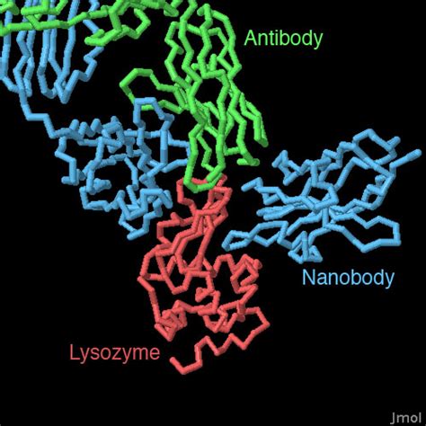 PDB-101: Molecule of the Month: Nanobodies