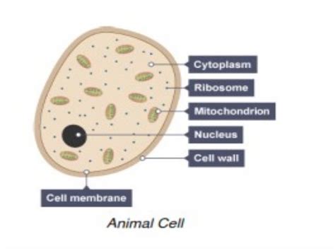 1 Edexcel Igcse Human Biology Cell And Tissues