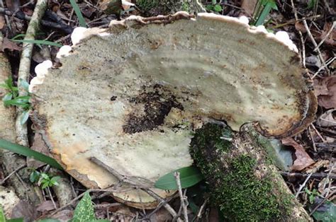 Trametes Elegans Gu A General De Macrohongos De Costa Rica Inaturalist