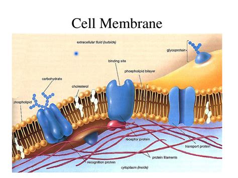 cell membrane