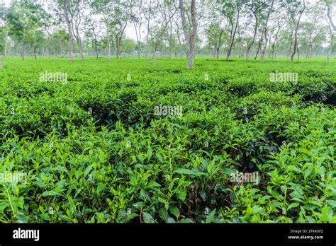 Bangladesh tea garden hi-res stock photography and images - Alamy