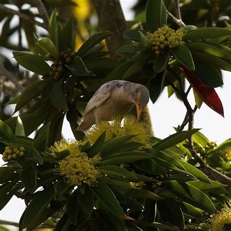 Leucistic Javan Myna Feeding On Xanthostemon Chrysanthus Flowers Bird