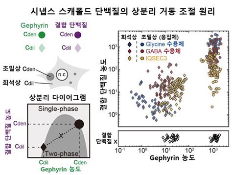 신용대 교수 연구팀 신경 시냅스 구성 단백질 상분리 거동 규명 서울대학교 기계공학부