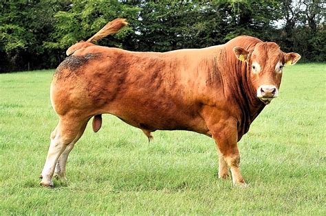 10+ Free Male Cow & Male Photos - Pixabay