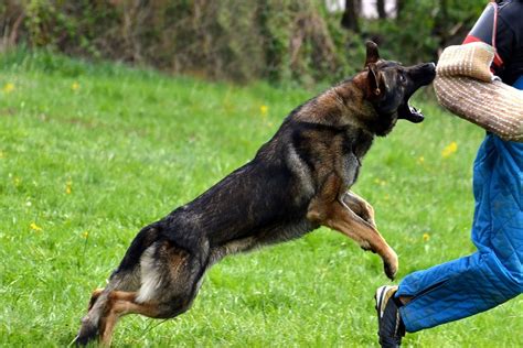 German Shepherd Protection Training