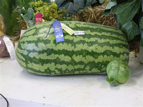 Giant Watermelon A Gold Winning Watermelon At 1465 Pounds Flickr