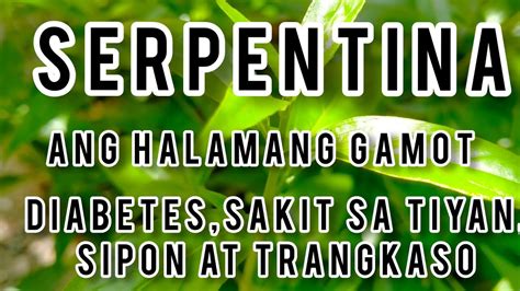 ANG HALAMANG GAMOT NA SERPENTINA Diabetes Sakit Sa Tiyan Sipon At