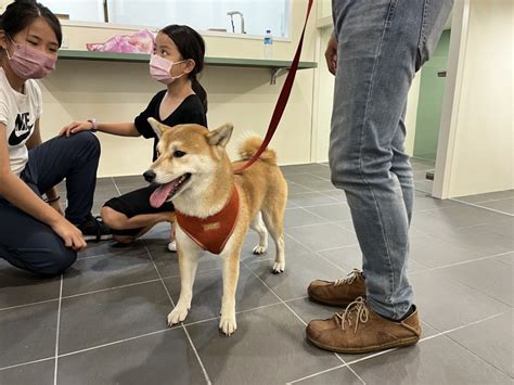 寵物犬未牽繩、狗便不清理 花蓮吉安鄉公所擬裁罰 基宜花東 地方 聯合新聞網