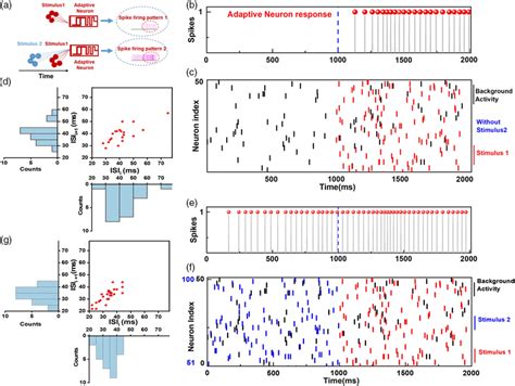 Illustration Of The Neuronal Spiking‐rate Adaptation In Processing