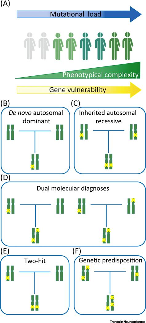 Neurodevelopmental Disorders From Genetics To Functional Pathways