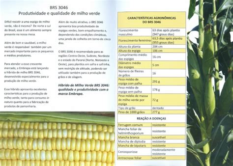 agriculture - growth stages of Maize - Biology Stack Exchange