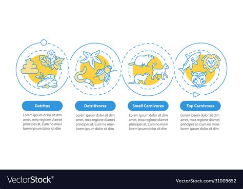 Detritus food chain infographic template Vector Image