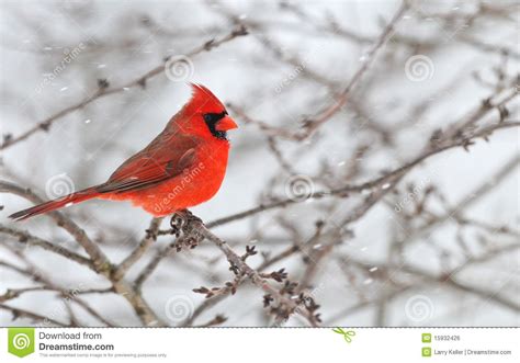 Winter Cardinal Male in snow | Winter cardinal, Cardinal, Images of colours