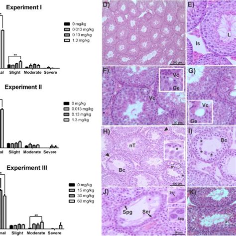 Histopathological Analysis Of The Testicular Structure A Experiment I