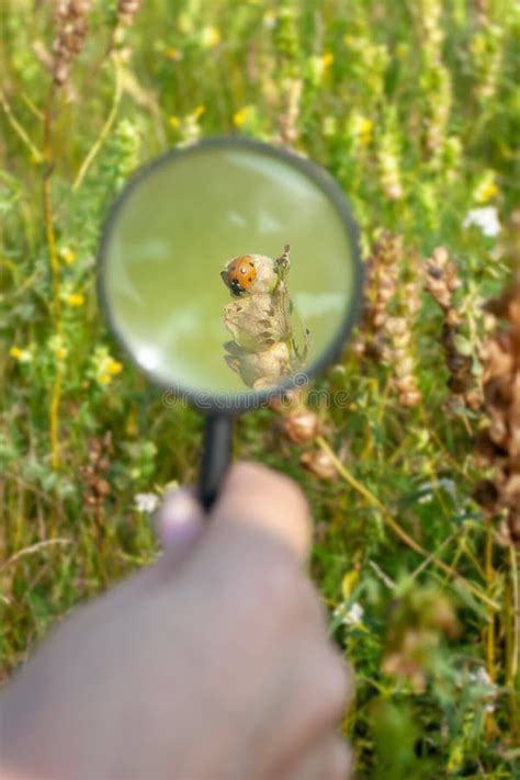 Vergrootglas Een Lieveheersbeestje Stock Afbeelding Afbeelding