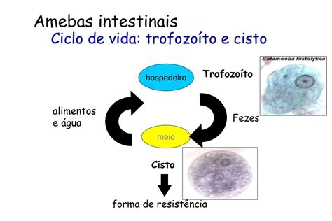 Ppt Amebíase Entamoeba Histolytica Powerpoint Presentation Free Download Id5487412