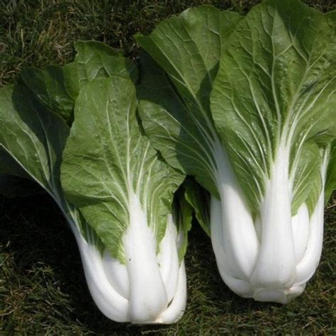 Cabbage Pak Choi White Stem Vegetable Seeds Brassica Rapa Subsp