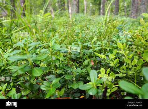 Blueberry O Blueberry Myrtle Vaccinium Myrtillus Un Arbusto De Bajo