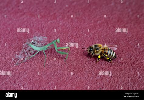 Praying Mantis Fight With Bee Stock Photo Alamy