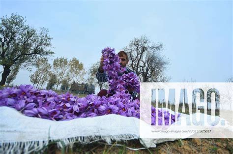 Saffron Bloom Brings Hope For Good Harvest In Kashmir A Man Segregates