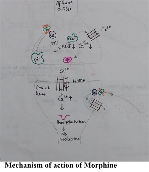 Morphine Mechanism Of Action - slideshare