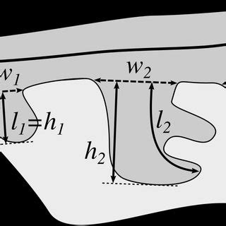 The epidermal region (dark gray) and its features: the epidermis main... | Download Scientific ...