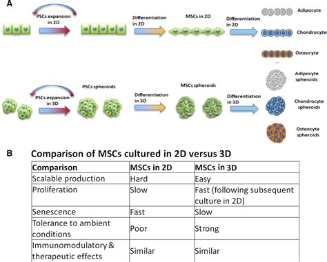 Concise Review Mesenchymal Stem Cells Derived From Human Pluripotent