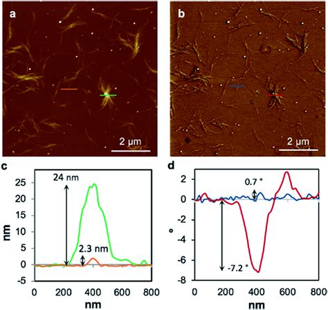 Tapping Mode AFM Height Image Of The 20 Times Diluted Xe1 A The