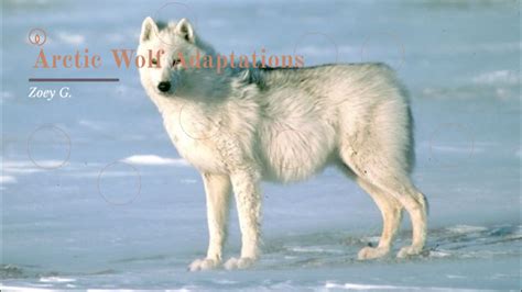 Arctic Wolf Adaptations by Zoey Gushiken on Prezi