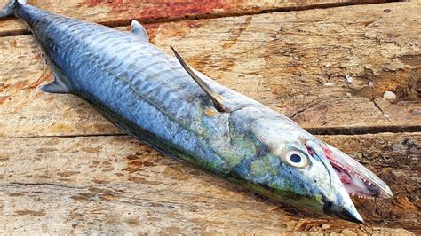 Huge Spanish Mackerel Fish Slicing For Fry Fast Slicing Seer Fish