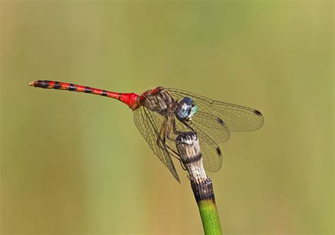 Blue Faced Meadowhawk Sympetrum Ambiguum Huntington Coun Flickr