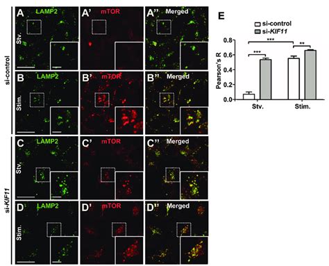 Mtorc Is Forced To Localize To Lysosomes Under Amino Acid Starvation