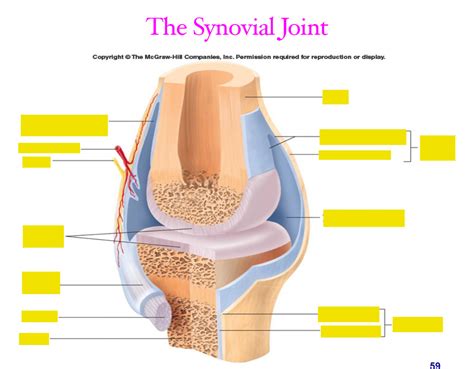 Joints (Articulations) Diagram | Quizlet