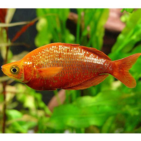 Red Irian Rainbow Fish