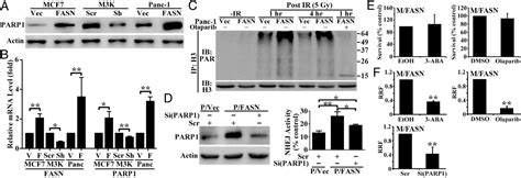 FASN Regulates Cellular Response To Genotoxic Treatments By Increasing