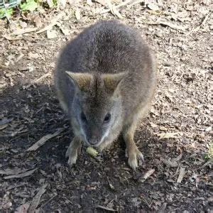 Parma Wallaby - Facts, Diet, Habitat & Pictures on Animalia.bio