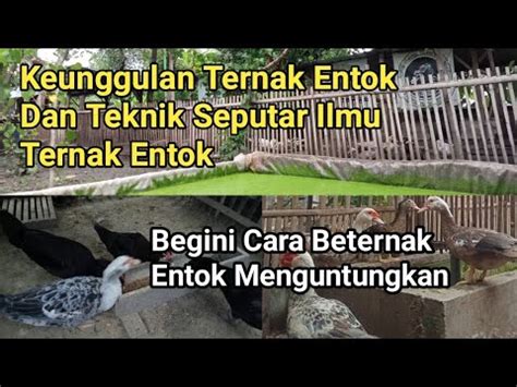 Keunggulan Ternak Entok Dan Teknik Beternak Entok Yang Menguntungkan