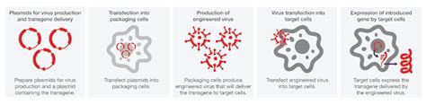 Transfection Applications | Thermo Fisher Scientific - US