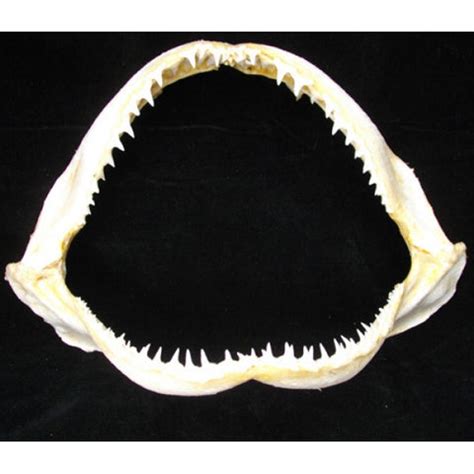 Real Shark Jaws For Sale – oceanicshark