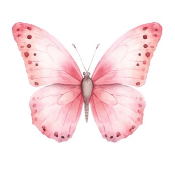 Borboleta Rosa Aquarela PNG Aquarela Borboleta Verão PNG Imagem