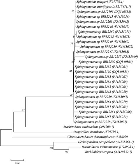 Neighbour Joining Phylogenetic Tree Based On Partial 16s Rrna Gene