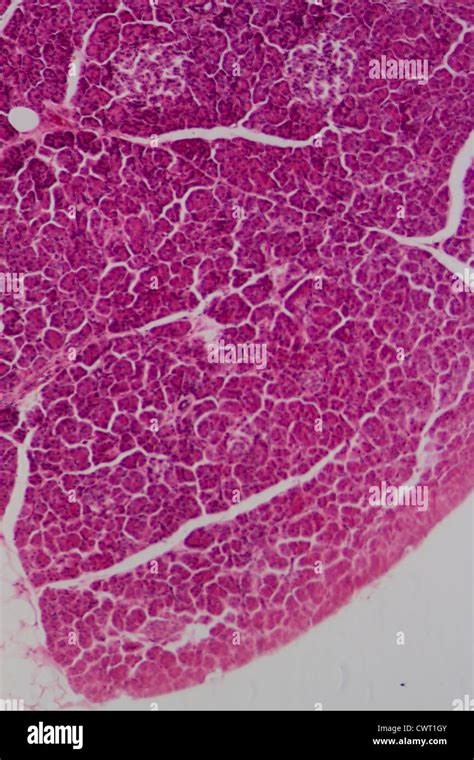 Science Microscopic Section Of Liver Tissue Stock Photo Alamy