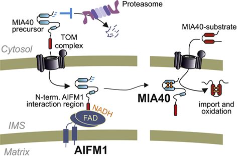 Apoptosis Inducing Factor And Mitochondrial Nadh Dehydrogenases Redox