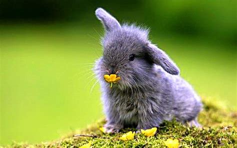 Baby Bunnies Wallpaper - WallpaperSafari