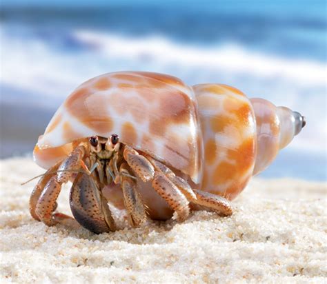 Hermit Crab Free National Geographic Pix